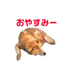 ワラビーの日常（個別スタンプ：2）