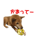 ワラビーの日常（個別スタンプ：13）