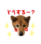 ワラビーの日常（個別スタンプ：14）
