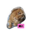 のんちゃん適当スタンプ2（個別スタンプ：3）