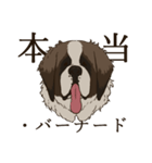 セント・バーナード・スタンプ（個別スタンプ：2）