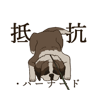 セント・バーナード・スタンプ（個別スタンプ：25）