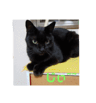 日本黒猫優男協会会長（個別スタンプ：3）