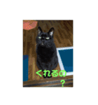 日本黒猫優男協会会長（個別スタンプ：4）