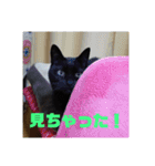 日本黒猫優男協会会長（個別スタンプ：5）