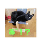 日本黒猫優男協会会長（個別スタンプ：7）