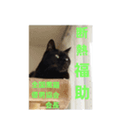 日本黒猫優男協会会長（個別スタンプ：8）
