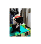 日本黒猫優男協会会長（個別スタンプ：10）