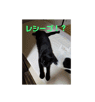 日本黒猫優男協会会長（個別スタンプ：12）