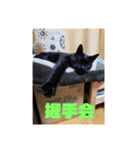 日本黒猫優男協会会長（個別スタンプ：13）