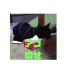 日本黒猫優男協会会長（個別スタンプ：14）