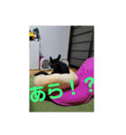 日本黒猫優男協会会長（個別スタンプ：15）