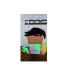 日本黒猫優男協会会長（個別スタンプ：16）