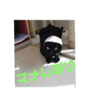 日本黒猫優男協会会長（個別スタンプ：17）