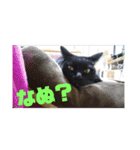 日本黒猫優男協会会長（個別スタンプ：18）