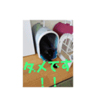 日本黒猫優男協会会長（個別スタンプ：20）