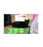 日本黒猫優男協会会長（個別スタンプ：21）