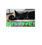 日本黒猫優男協会会長（個別スタンプ：22）