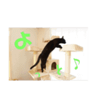 日本黒猫優男協会会長（個別スタンプ：23）