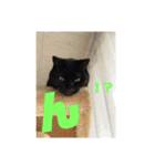 日本黒猫優男協会会長（個別スタンプ：24）