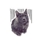 猫が飢えている（個別スタンプ：12）