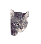 猫が飢えている（個別スタンプ：16）