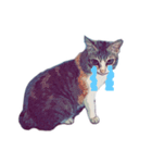 猫が飢えている（個別スタンプ：18）