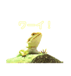 フトアゴヒゲトカゲ(Tex1)（個別スタンプ：4）