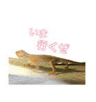 フトアゴヒゲトカゲ(Tex1)（個別スタンプ：5）