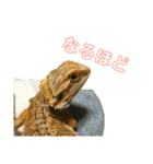フトアゴヒゲトカゲ(Tex1)（個別スタンプ：8）