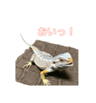 フトアゴヒゲトカゲ(Tex1)（個別スタンプ：10）