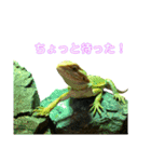 フトアゴヒゲトカゲ(Tex1)（個別スタンプ：19）