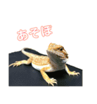 フトアゴヒゲトカゲ(Tex1)（個別スタンプ：21）