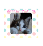 にゃんにゃんニャンず（個別スタンプ：4）
