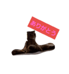 toramaru cat（個別スタンプ：1）