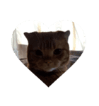toramaru cat（個別スタンプ：2）