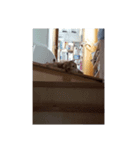 toramaru cat（個別スタンプ：3）