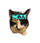 千葉家の人々（個別スタンプ：13）