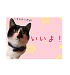 預かりボラと保護猫達（個別スタンプ：1）