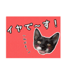 預かりボラと保護猫達（個別スタンプ：2）