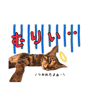 預かりボラと保護猫達（個別スタンプ：3）