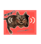 預かりボラと保護猫達（個別スタンプ：4）