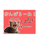 預かりボラと保護猫達（個別スタンプ：5）
