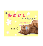 預かりボラと保護猫達（個別スタンプ：6）