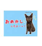 預かりボラと保護猫達（個別スタンプ：7）