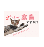 預かりボラと保護猫達（個別スタンプ：8）