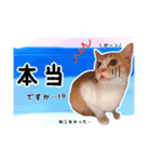 預かりボラと保護猫達（個別スタンプ：9）