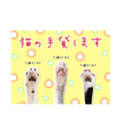 預かりボラと保護猫達（個別スタンプ：10）