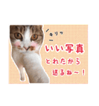 預かりボラと保護猫達（個別スタンプ：11）