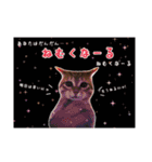 預かりボラと保護猫達（個別スタンプ：12）